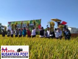 Jadi Lumbung Pangan Nasional, Pemkab dan Kementan Panen Raya di Bojonegoro.