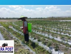 Hari Libur Tetep Berkarya, Full Day Untuk Menunjang Ekonomi Keluarga