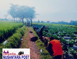 Kompak, Babinsa Koramil Gandusari Bersama Warga Masyarakat Gelar Gotong Royong Bersama