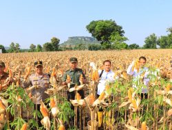 Dukung Produksi Pangan, Satgas Pangan Polri Dampingi Dirjen Tanaman Pangan Kementan Panen di Tuban