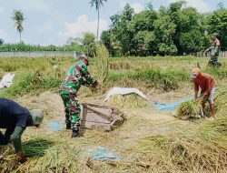Dukung Hanpangan, Serka Aminoto Bantu Panen Padi Warga Binaannya