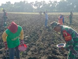 Dukung Program Hanpangan, Babinsa Koramil Kanor Bojonegoro bantu Petani Tanam Bibit Jagung