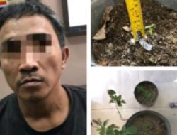 Polres Gresik Amankan 4 Pot Pohon Ganja di Rumah Terduga Pengedar Narkoba
