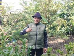 Ketua IJP Agus Cai Jelaskan Begitu besar dampak dan manfaat pohon kopi