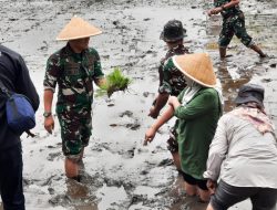 Dandim 0818 Malang – Batu Letkol Inf Yuda Sancoyo Tanam Padi Bersama Petani