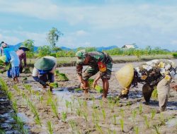 Optimalkan Luas Tambah Tanam, Babinsa Ponggok Dampingi Kelompok Tani Mulyo Tanam Padi