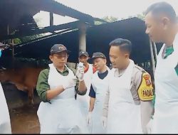 Forkopimca Dan Tenaga Medis Vaksinasi Dari Dinas Peternakan Kab Kediri Melakukan Vaksin Terhadap Hewan Ternak