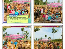 Wujudkan Ketahanan Pangan, Danramil,Muspika dan Warga Moroyamplung Panen Raya Jagung