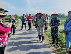 Ka Bulog, Kepala Dinas Ketahanan Pangan, Dandim 0808 Beserta Forkopimcam Kepanjen Kidul Dan Kelompok Tani Ngadirejo Tanam Padi Bersama Di Kota Blitar