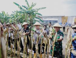 Dukung Swasembada Pangan, Polres Jombang Panen Raya Jagung Tahap 1