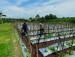 Dukung Pemanfaatan Pekarangan Lestari, Bhabinkamtibmas Ngepeh Pantau Perkembangan Tanaman Melon