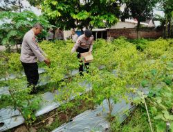 Gelorakan Swasembada Pangan Polisi Tanam Cabe di Lahan Polsek Semen Kediri