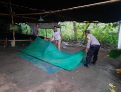 Berantas Perjudian Polisi Bongkar Arena Sabung Ayam di Nganjuk