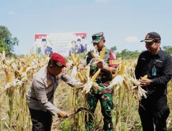 *Turun Langsung, Polres Kediri Panen Raya Jagung Serentak Kuartal