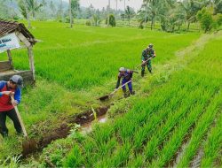 Guna Optimalkan Produksi Padi, Babinsa Dan Petani Resapombo Sinergi Bersihkan Lahan Pertanian
