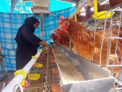 Sukses GAYATRI Keluarga di Desa Mori Mandiri Beternak Ayam dan Tingkatkan Penghasilan