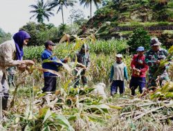 *Dukung Ketahanan Pangan, Anggota Satgas TMMD Bantu Warga Panen Jagung*