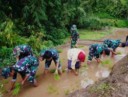 *Satgas TMMD Ke 127 Bersama Warga Laksanakan Penanaman Padi Dukung Ketahanan Pangan Di Desa Krisik