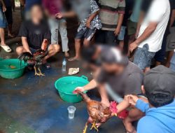 Diduga (APH) Polsek Ngadiluwih Membiarkan Sabung Ayam Di Bulan Ramadhan Sangat Bebas