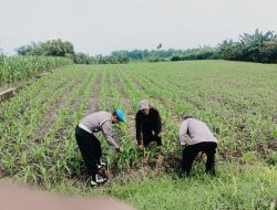 *Bhabinkamtibmas Polsek Megaluh Dukung Ketahanan Pangan dengan Kegiatan Pengecekan Pertumbuhan Tanaman Jagung