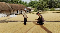 *Bhabinkamtibmas Desa Ngampungan Bantu Penjemuran Jagung, Dukung Ketahanan Pangan dan Kesejahteraan Petani*