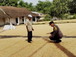 *Bhabinkamtibmas Desa Ngampungan Bantu Penjemuran Jagung, Dukung Ketahanan Pangan dan Kesejahteraan Petani*