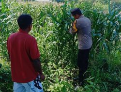 *Polsek Kudu Dampingi Petani Jagung, Dukung Program Ketahanan Pangan Nasional*