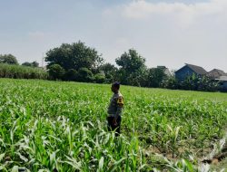 *Bhabinkamtibmas Desa Mojotrisno Monitoring Tanaman Jagung untuk Dukung Ketahanan Pangan Nasional
