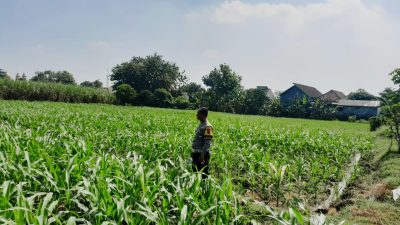 *Bhabinkamtibmas Desa Mojotrisno Monitoring Tanaman Jagung untuk Dukung Ketahanan Pangan Nasional