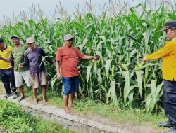*Polsek Jogoroto Pantau Pertumbuhan Jagung Warga, Dukung Program Ketahanan Pangan Nasional