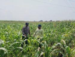 **Anggota Polsek Bareng Pantau Tanaman Jagung, Wujud Dukungan Ketahanan Pangan Nasional