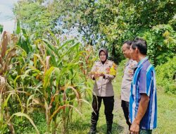 *Pengecekan Lahan Jagung oleh Kapolsek Tembelang dalam Mendukung Ketahanan Pangan*