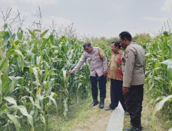 *Wujud Dukungan Ketahanan Pangan Nasional, Polsek Peterongan Edukasi Petani Jagung*