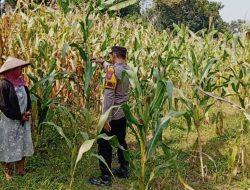 *Kanit Binmas Polsek Kudu Monitoring Tanaman Jagung, Dukung Program Ketahanan Pangan Nasional