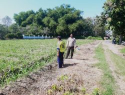 *Anggota Polsek Perak Tinjau Perkembangan Tanaman Jagung Triwulan II Tahun 2026