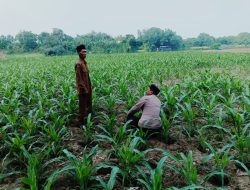 *Polsek Ploso Intensif Dampingi Petani Dukung Program Asta Cita Swasembada Pangan*