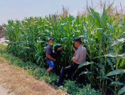 Polsek Tembelang Dampingi Petani Jagung, Dukung Program Ketahanan Pangan Nasional