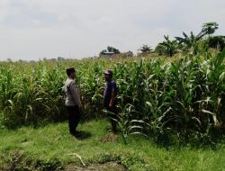 *Polsek Sumobito Lakukan Peninjauan Lahan Tanaman Jagung Binaan, Dalam Rangka Mendukung Ketahanan Pangan