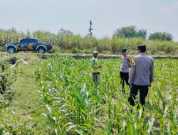 *Kanit Binmas Polsek Bandar Kedungmulyo Pantau Perkembangan Tanaman Jagung*