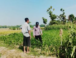 *Polsek Perak Dampingi Petani Jagung, Perkuat Ketahanan Pangan Nasional