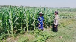 *Polsek Ngusikan Laksanakan Pengecekan Lahan Jagung dalam Mendukung Ketahanan Pangan