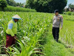 *Personel Polsek Ngoro Dampingi Petani Meninjau Tanaman Jagung Dukung Program Ketahanan Pangan