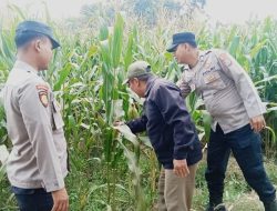 *Wujudkan Swasembada Pangan, Polres Jombang Libatkan Bhabinkamtibmas Pantau Tanaman Jagung**
