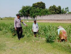 *Polsek Ngoro Laksanakan Pengecekan Lahan Pertanian Jagung dalam Mendukung Program Swasembada Pangan Nasional