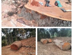 Viral Dugaan Penyalahgunaan Jabatan Dalam Pemotongan Kayu Mahoni di Desa Ngadirejo Kecamatan Jabung