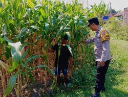 *Anggota Polsek Tembelang Laksanakan Peninjauan Lahan Pertanian Jagung untuk Mendukung Ketahanan Pangan