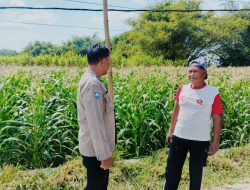 *Polsek Ngusikan Laksanakan Pengecekan Tanaman Jagung Dalam Rangka Mendukung Ketahanan Pangan