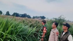 *Perkuat Ketahanan Pangan, Polsek Gurah Dampingi Panen hingga Penjualan Jagung BUMDes Wonojoyo