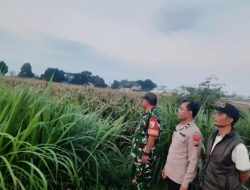 *Perkuat Ketahanan Pangan, Polsek Gurah Dampingi Panen hingga Penjualan Jagung BUMDes Wonojoyo