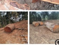Viral Dugaan Penyalahgunaan Jabatan Dalam Pemotongan Kayu Mahoni di Desa Ngadirejo Kecamatan Jabung